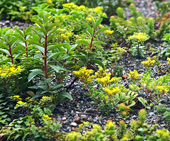 vegetation