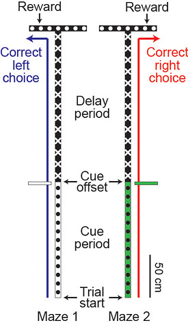 Tank clipped maze