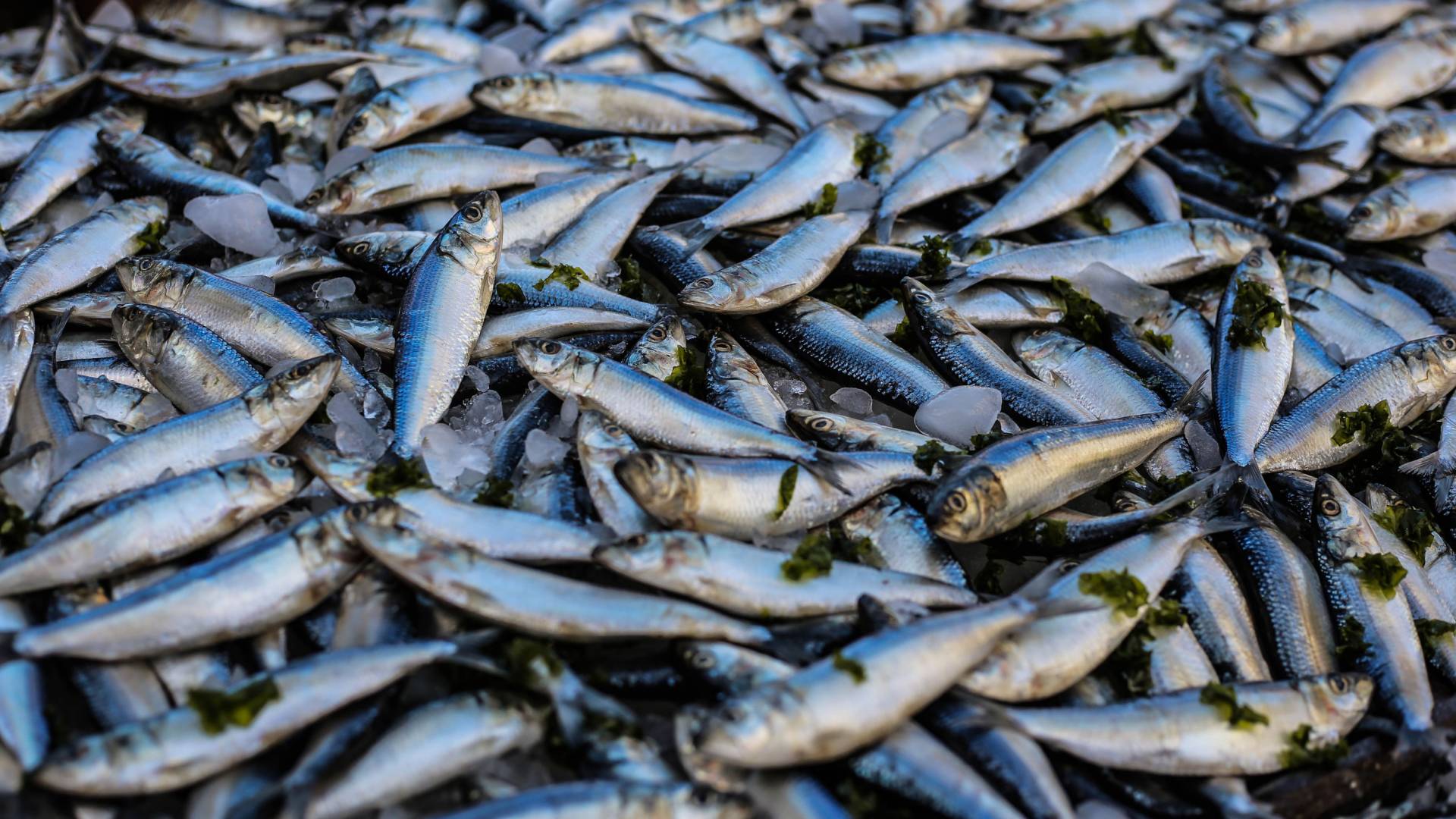A pile of fish