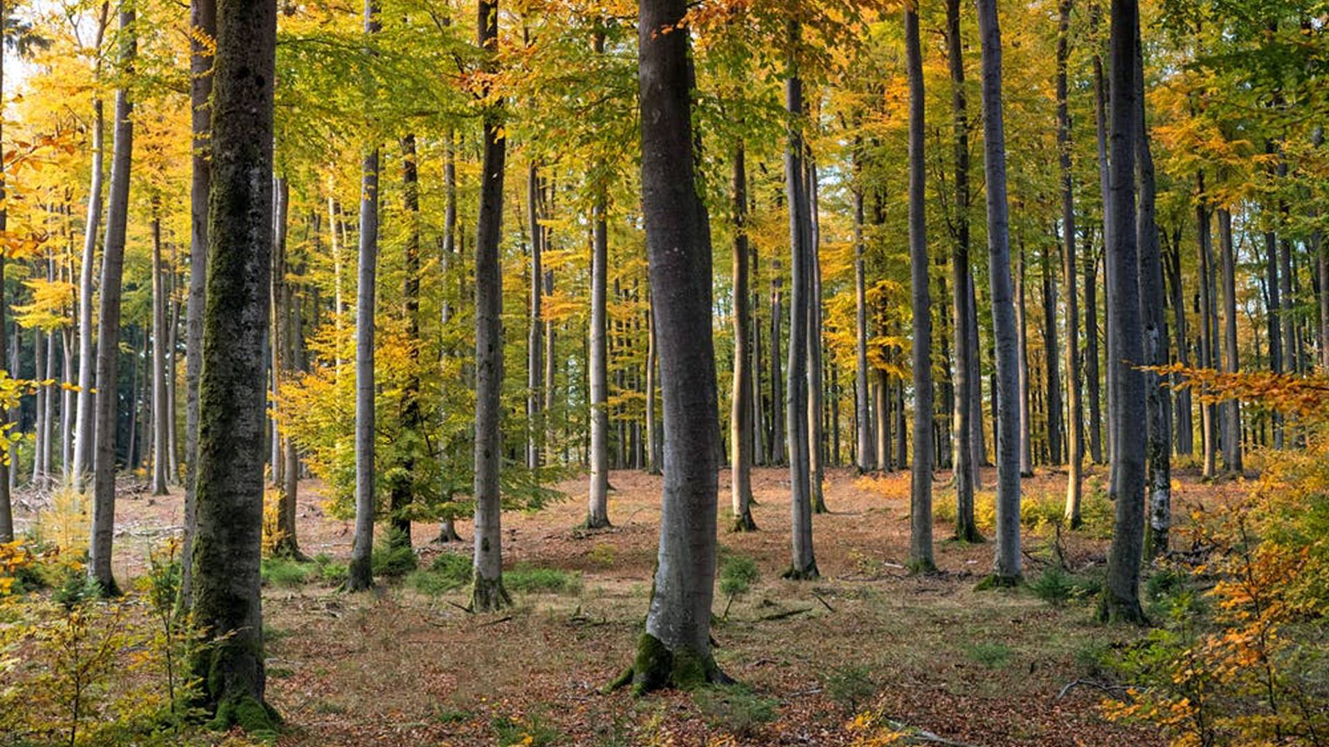 A forest of trees