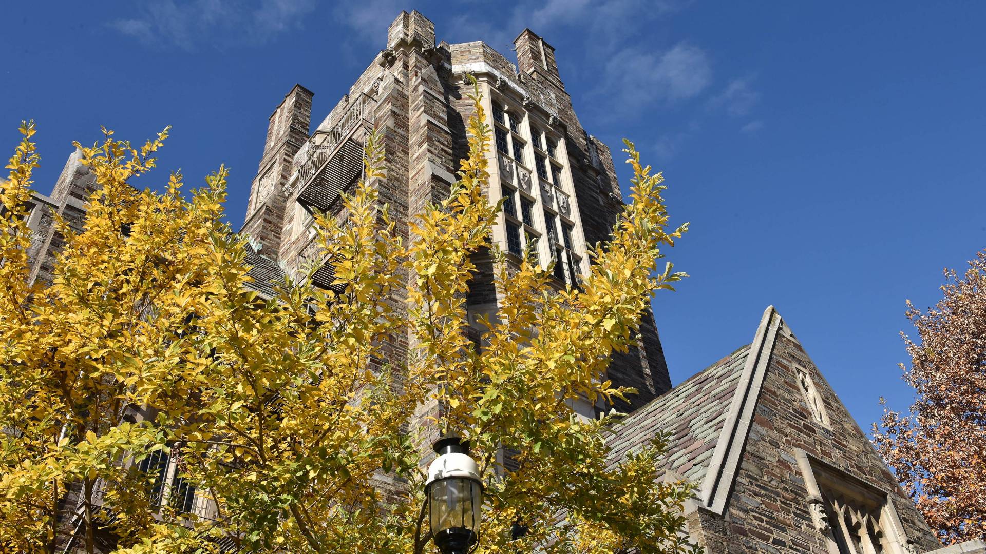 A tree's leaves turn bright yellow in front of a campus building