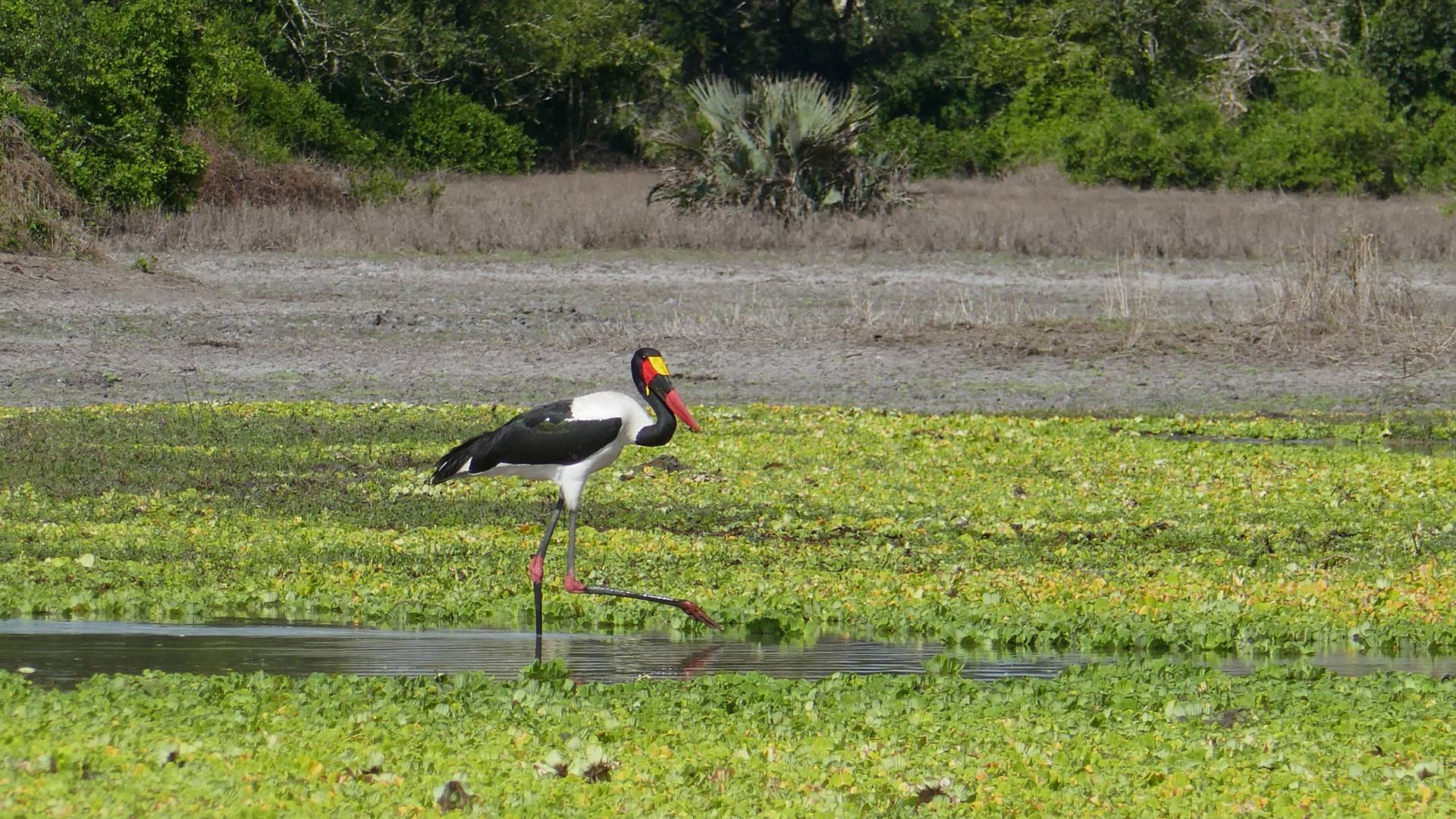 A saddle-billed stork stands in a pond