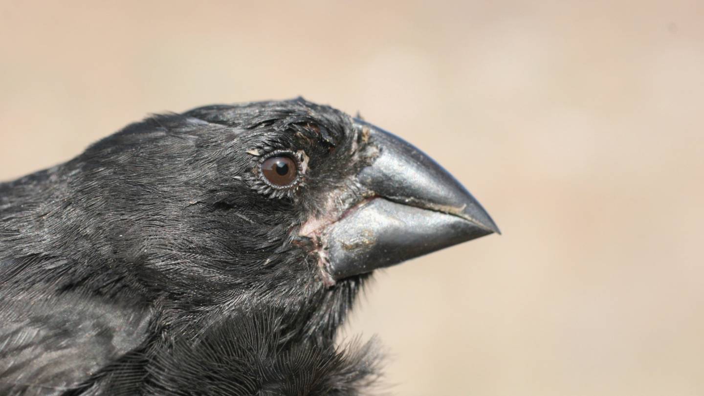Finch
