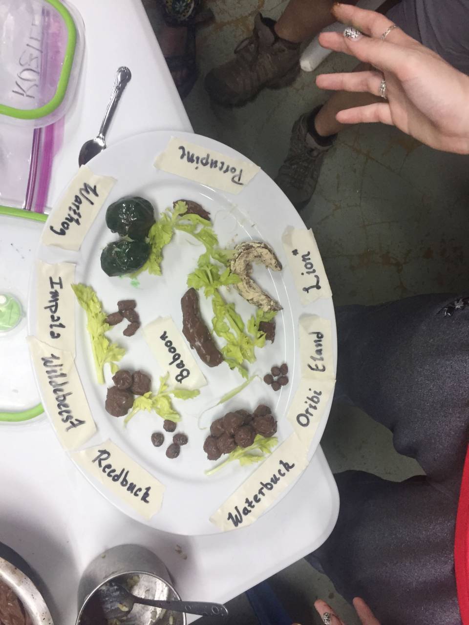 A plate of fudge shaped like the poop of animals labeled Oribi, Eland, Lion, Reedbuck, Wildebeest, Impala, Warthog, Porcupine