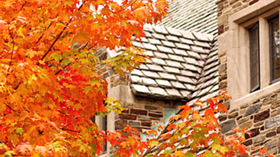 Sugar Maples