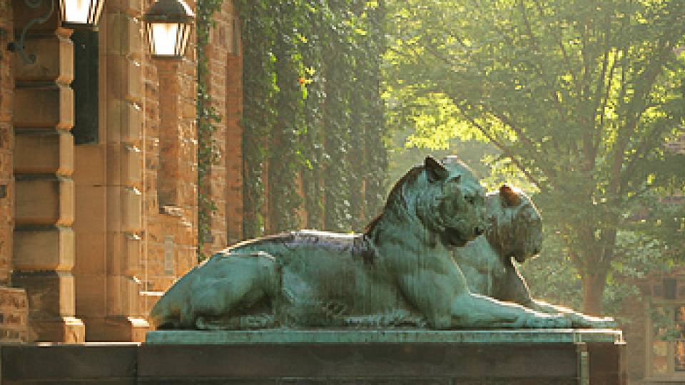 Nassau tigers