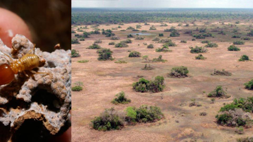 Termites_homepage