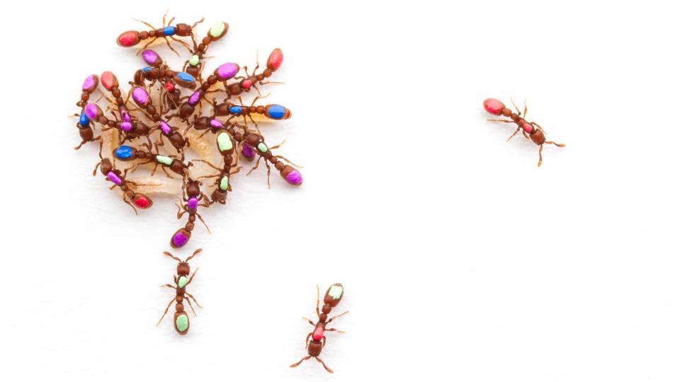 A group of ants with colored circles on them gather together