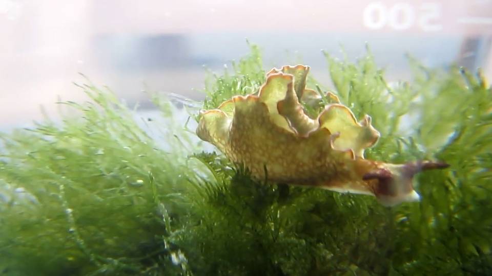 Sea slug in water