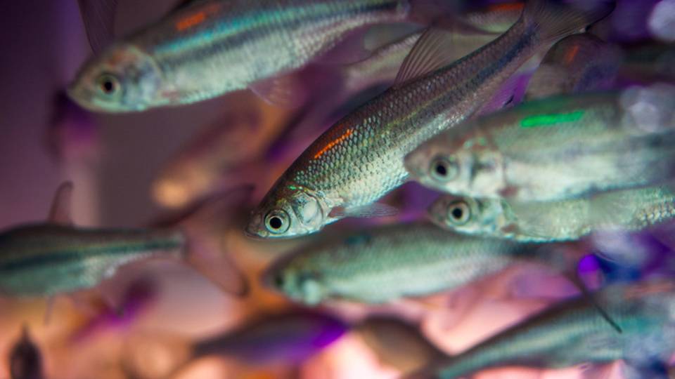 closeup of fish