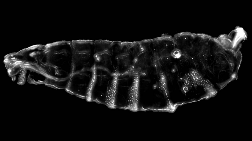 fruit fly embryo