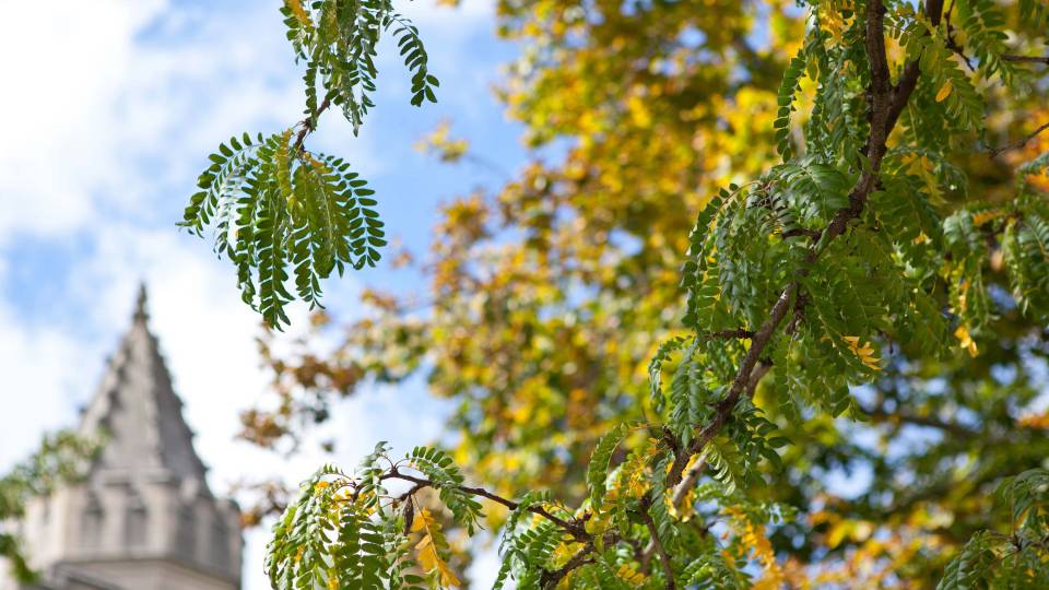 Foliage and architectural detail
