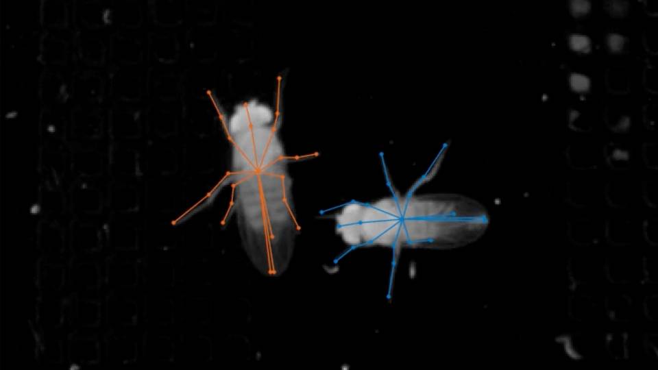 Fruit flies tracked