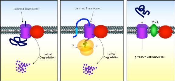 Translocator