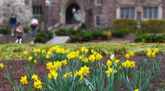 Blossoms daffodils