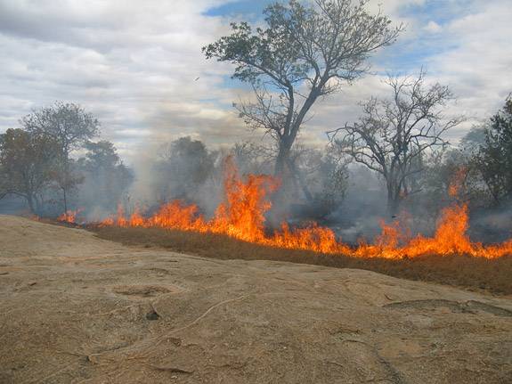 Biome fire