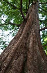 Trees index