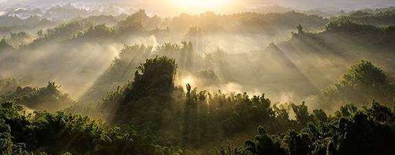 Pacala forest