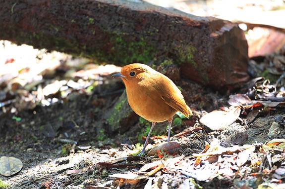 Bird recordings