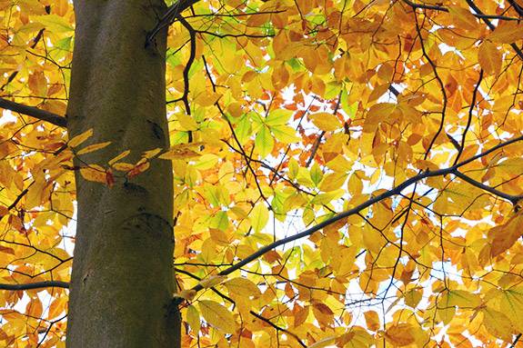 Yellow leaves