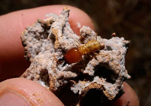 Termites