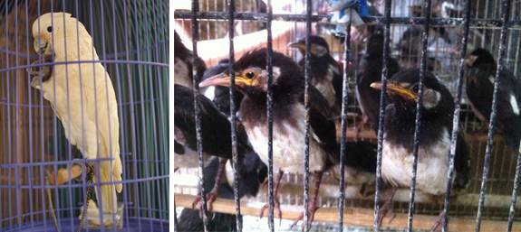 Wilcox_bird_B