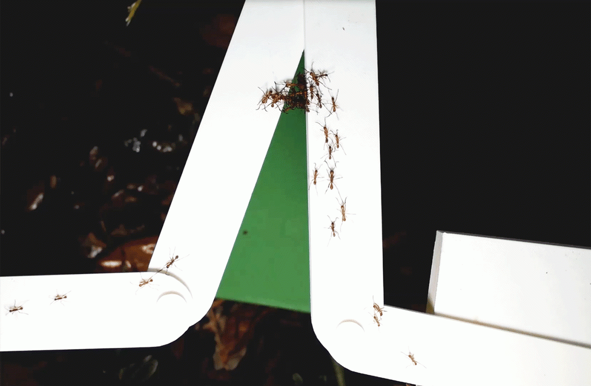 Ants forming a bridge