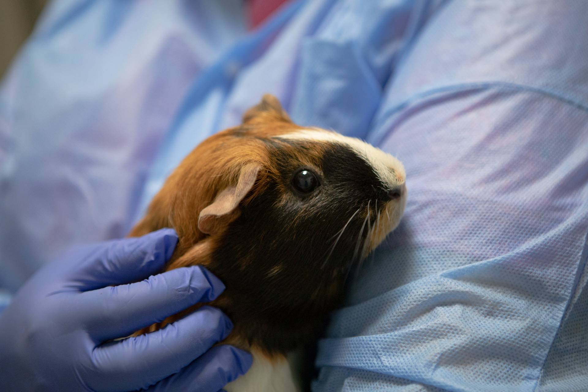 guinea pig