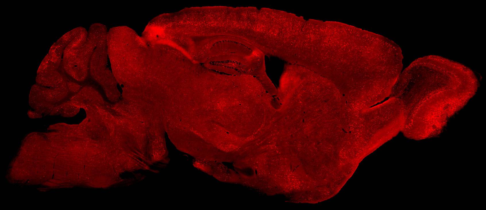 mouse neurons