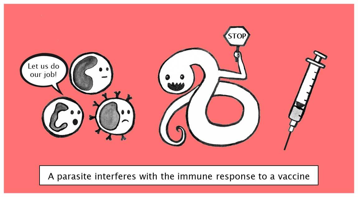 A parasite holds a stop sign to cells that would benefit from a vaccine