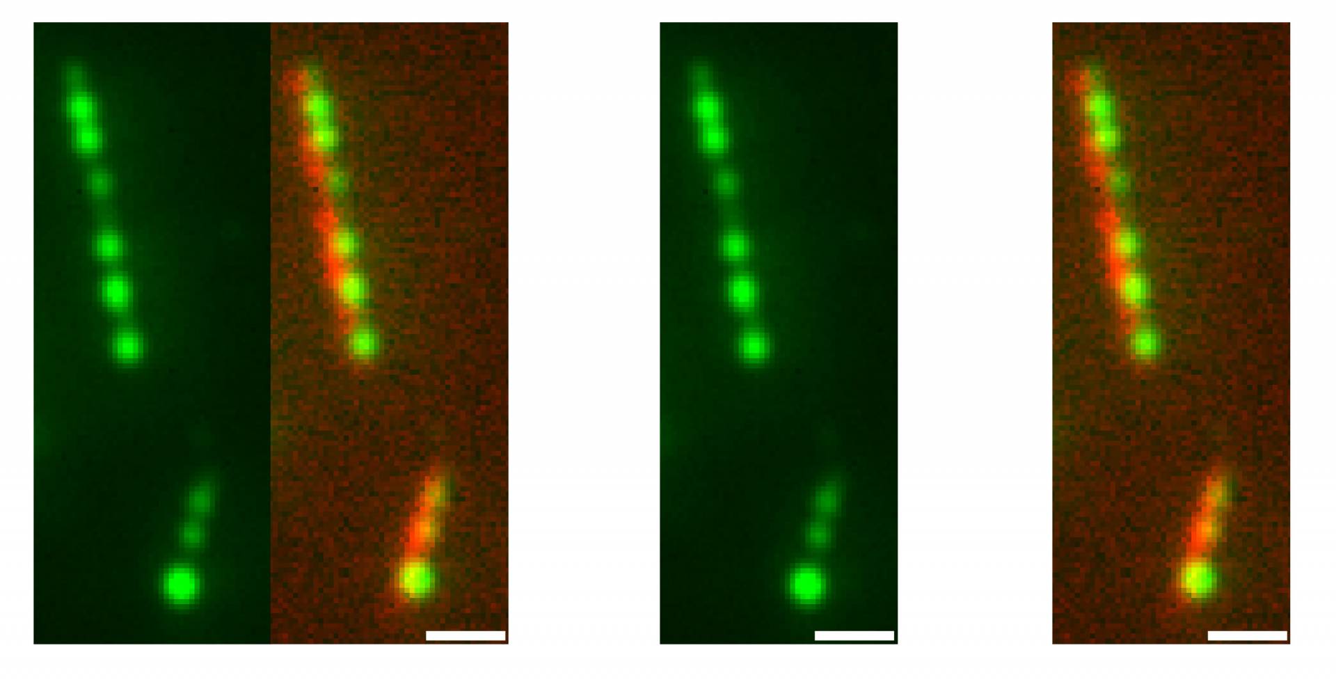 Micrographs 