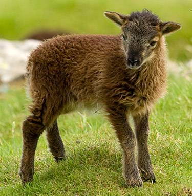 Graham sheep