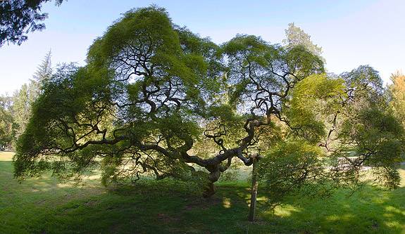 Parks Marquand