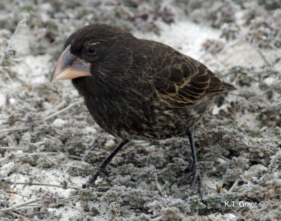 G. conirostris Finch