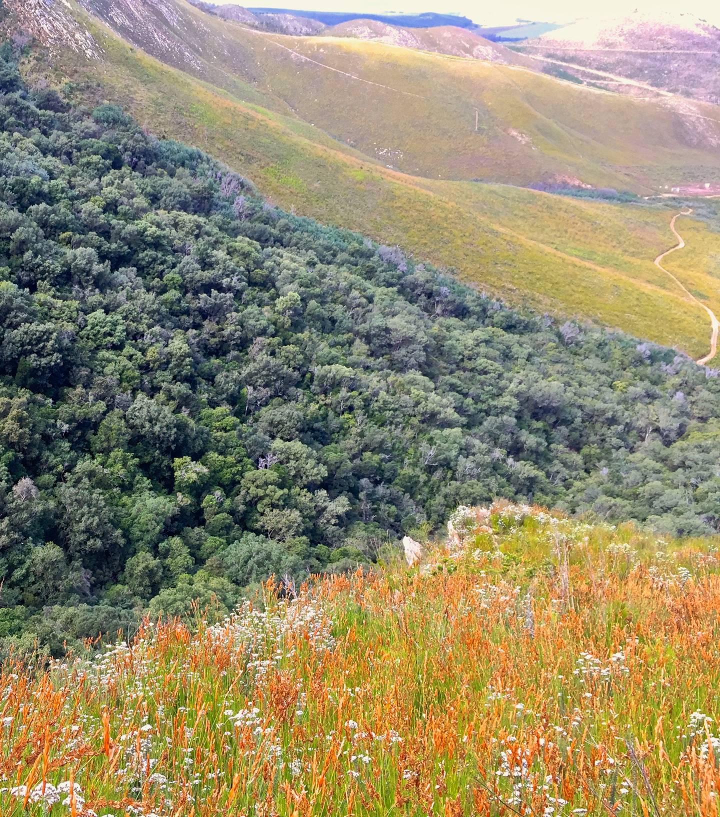 a strip of forest in between meadowlands