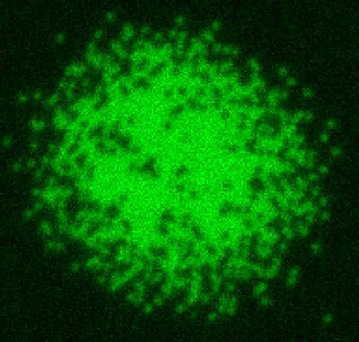 Lithium atom